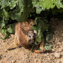 View of a squirrel