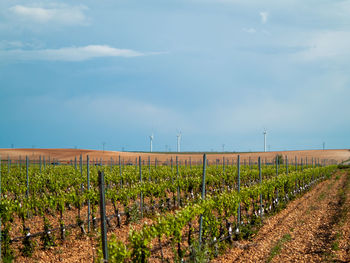 Scenic view of vineyard against sky