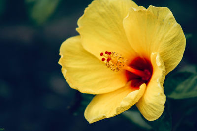 Close-up of yellow flower