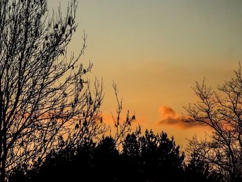 Silhouette trees at sunset