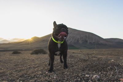 Portrait of dog standing on field against sky