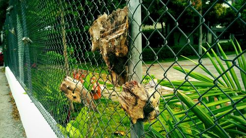 Close-up of bird in cage