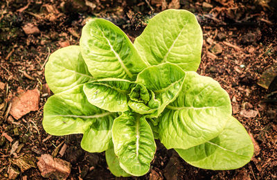 Lettuce farm .small lettuce plants.