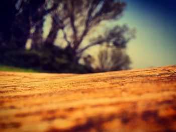 Surface level of tree against sky