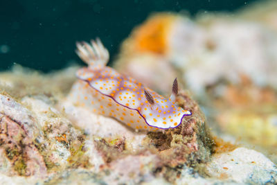 Close-up of fish swimming in sea