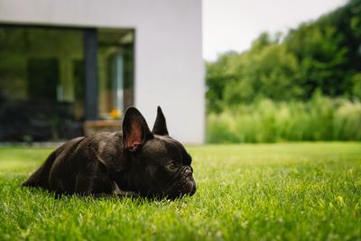 French bulldog dog lying down on grass in garden