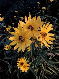 Close-up of sunflowers blooming outdoors