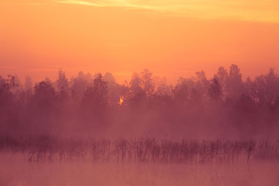 A beautiful, pink sunrise over the swamp. sun rising in wetlands, purple misty atmosphere.