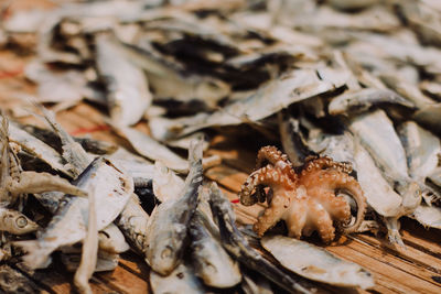 Close-up of seafood drying outdoors