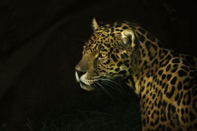 Close-up of a cat looking away