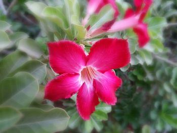 Close-up of pink flowers