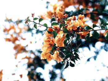 Low angle view of flowering plants on branch