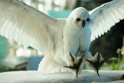 Close-up of white owl