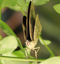 Close-up of butterfly pollinating flower