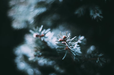 Close-up of pine tree during winter