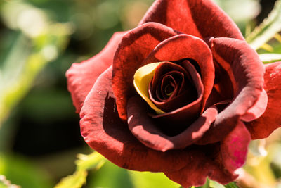 Close-up of rose flower