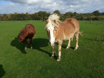 View of grassy field against sky