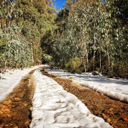 Road amidst trees in forest