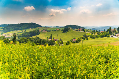 Scenic view of agricultural field against sky