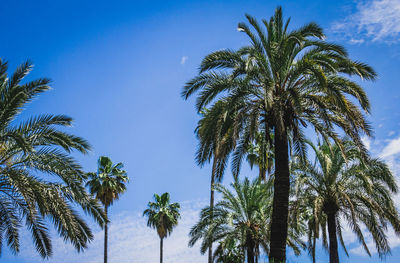 Low angle view of palm trees against blue sky