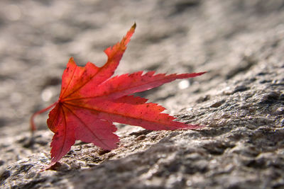 Close-up of red maple leaf on land