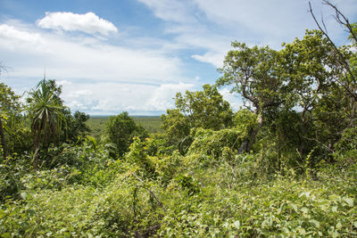 Plants and trees against sky