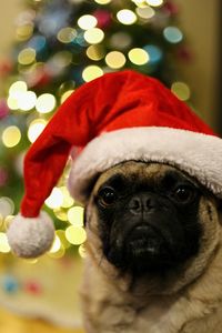 Close-up of dog wearing santa hat