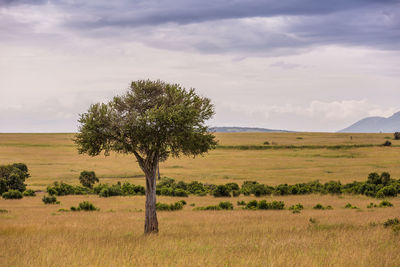 Tree on field against sky