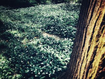 High angle view of trees growing on field