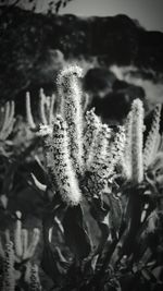 Close-up of plant against blurred background