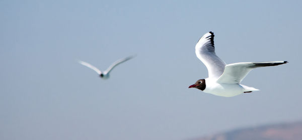 Low angle view of birds flying against sky