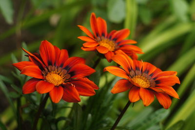 Close-up of red flowering plant