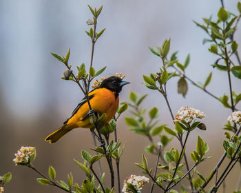 Bird perching on a plant