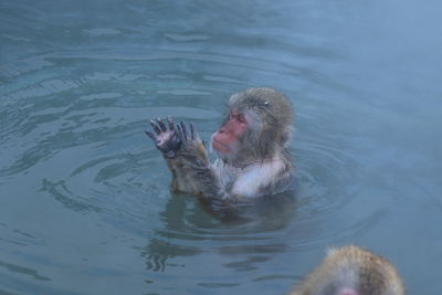 High angle view of monkey swimming in lake