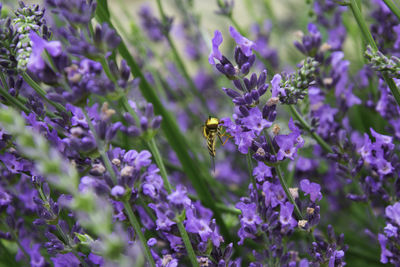 Close-up of bee pollinating on purple flowering plant