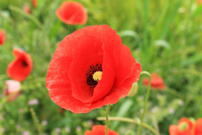 Close-up of red poppy flower