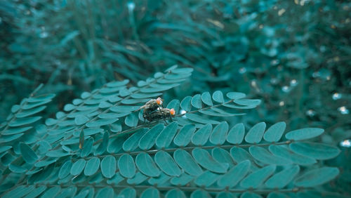 High angle view of insect on leaf