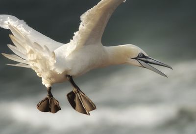 Close-up of bird flying against sky