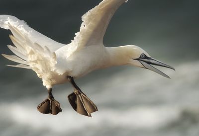 Close-up of bird flying