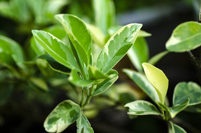 Close-up of fresh green leaves