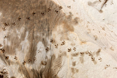 High angle view of footprints on sand