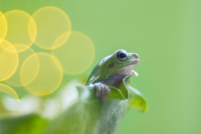 Close-up of frog on green leaf