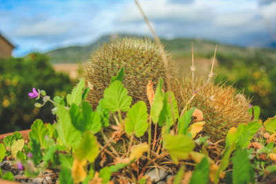 Close-up of flowering plants on land