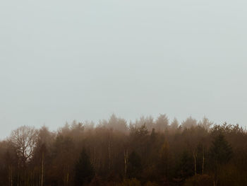 Trees in forest against sky