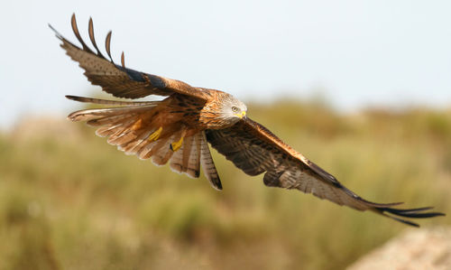 Bird flying in the sky