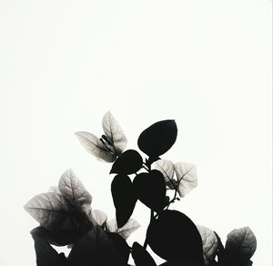 View of flowering plant against white background