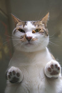 Close-up portrait of a cat