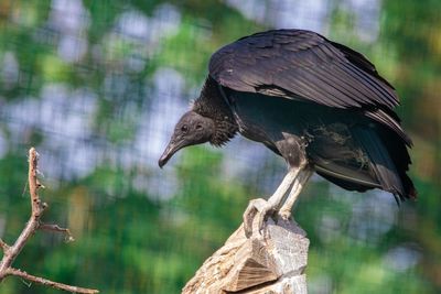 Close-up of bird perching on branch