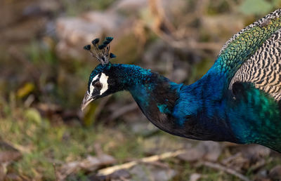 Close-up of a peacock