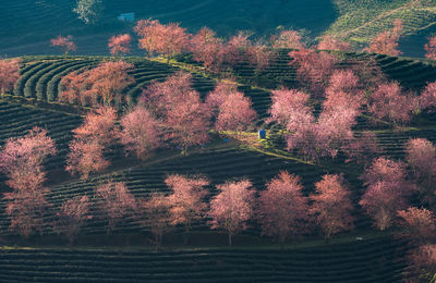 High angle view of trees on field during autumn